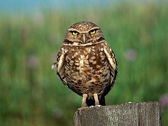 Eyes of Wisdom, Burrowing Owl